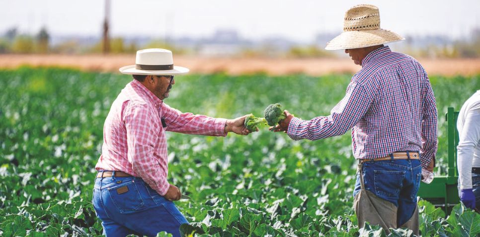 DIPLOMADO ADMINISTRACION DE AGRONEGOCIOS INCAPRE AFICHE